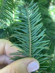Abies balsamea
