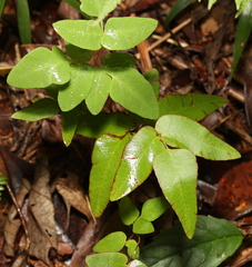 Osmunda japonica