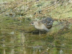 Porzana carolina