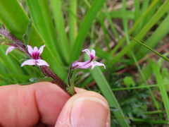 Cyphia bulbosa