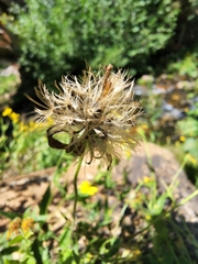 Arnica lanceolata