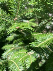 Abies balsamea
