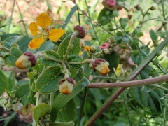 Gaudichaudia cynanchoides