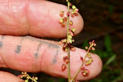 Rumex acetosella