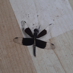 Neurothemis tullia