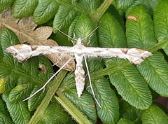 Platyptilia