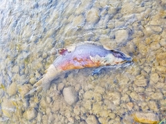 Oncorhynchus tshawytscha