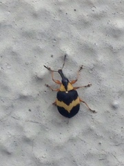 Anchylorhynchus variabilis