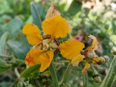 Gaudichaudia cynanchoides