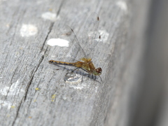 Sympetrum obtrusum