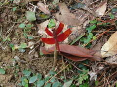 Neurothemis fulvia