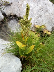 Veratrum lobelianum