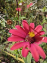 Zinnia peruviana