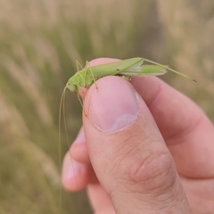 Phaneroptera falcata