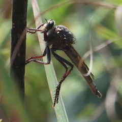 Proctacanthus milbertii