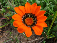 Gazania pectinata