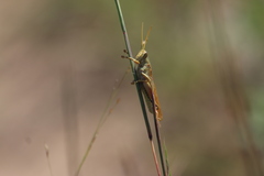 Schistocerca lineata