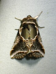 Habrosyne scripta