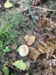 Ampulloclitocybe clavipes