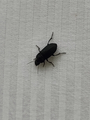 Harpalus caliginosus