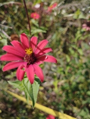 Zinnia peruviana