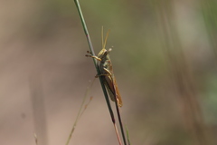 Schistocerca lineata