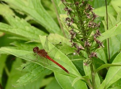 Sympetrum vicinum