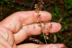 Rumex acetosella