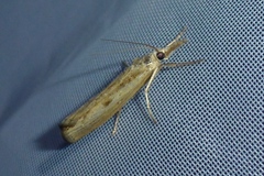 Agriphila inquinatella