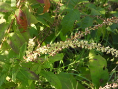 Teucrium canadense