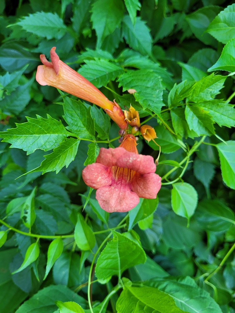 American trumpet vine from Calvert County, MD, USA on July 04, 2022 at