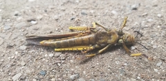 Tropidacris cristata