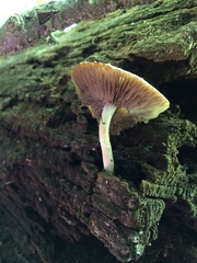 Psathyrella spintrigeroides