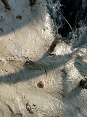 Littorina