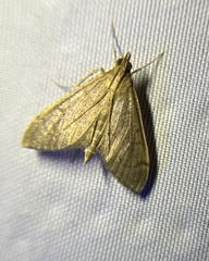 Anania mysippusalis