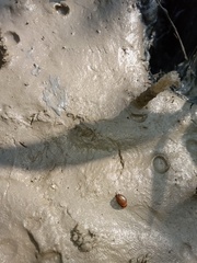 Littorina
