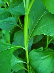 Verbesina occidentalis