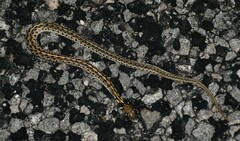 Thamnophis marcianus
