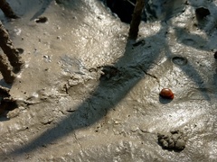 Littorina