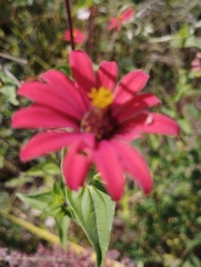 Zinnia peruviana