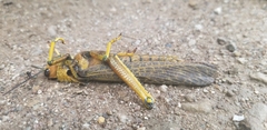 Tropidacris cristata