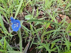 Commelina dianthifolia