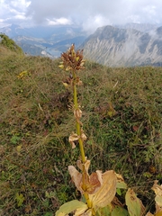 Gentiana lutea