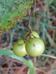 Vitis rotundifolia