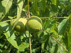 Juglans nigra