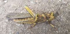 Tropidacris cristata