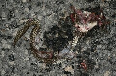 Thamnophis marcianus