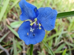 Commelina dianthifolia