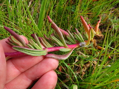 Tetragonia