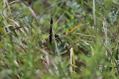 Proctacanthus milbertii